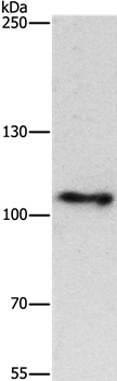 CUL4B Antibody