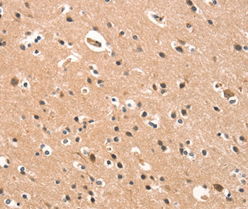 CYP46A1 Antibody
