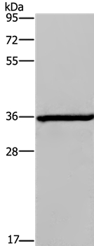 DIO2 Antibody