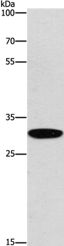 EID3 Antibody