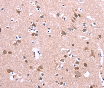 ENDOG Antibody