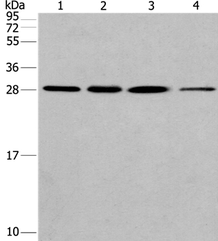 ERP29 Antibody