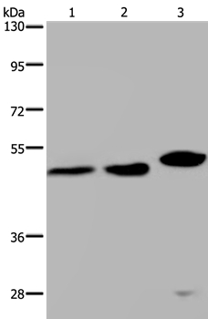 TDP2 Antibody