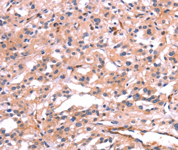 PTPN13 Antibody