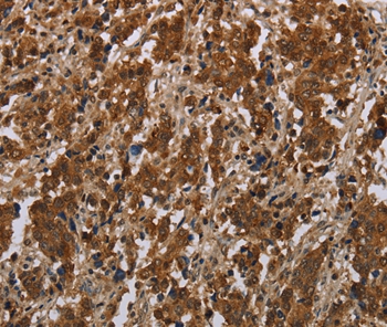 FGF20 Antibody