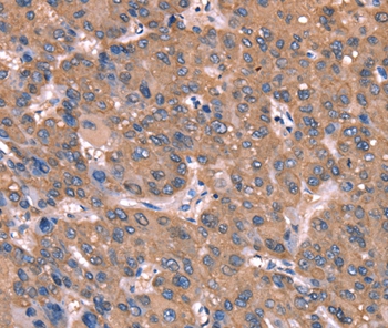 GCSAM Antibody