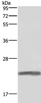 GH1 Antibody