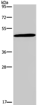 GCGR Antibody