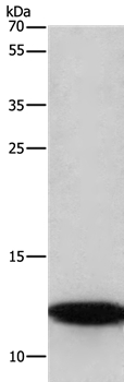 BRK1 Antibody