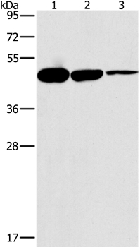 HOXB4 Antibody