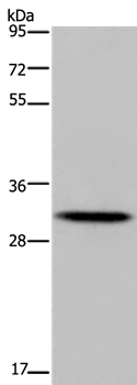 HOXB8 Antibody