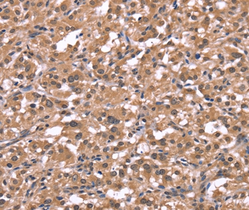HRH1 Antibody