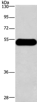 HRH3 Antibody