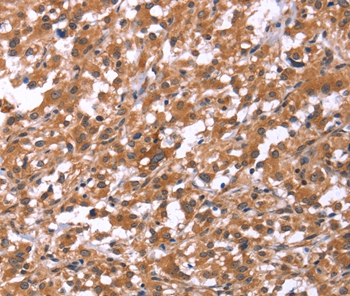 HSD17B1 Antibody