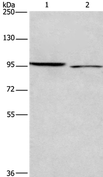 ICAM5 Antibody
