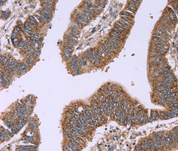 IFNA2 Antibody