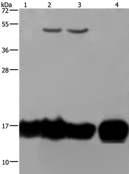 IL17C Antibody
