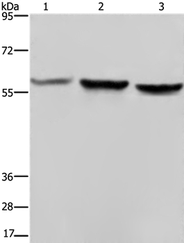 SYN2 Antibody
