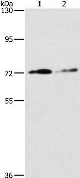 ITGB7 Antibody