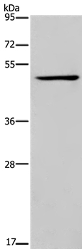 IRF4 Antibody