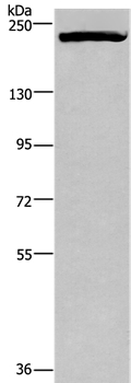 PRDM2 Antibody
