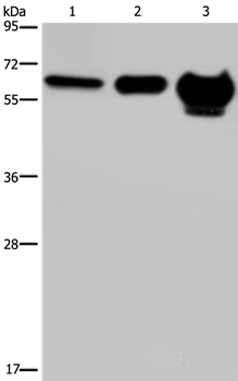 MMP20 Antibody