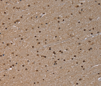 NLRP6 Antibody