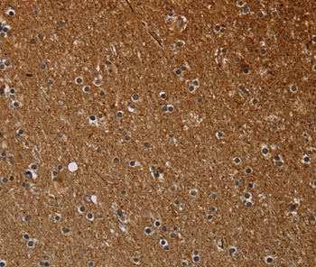 NCKAP1 Antibody