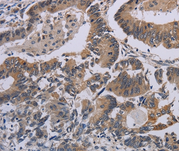 CCL1 Antibody