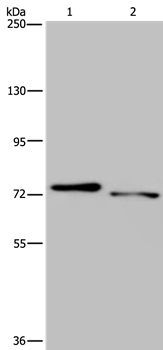 NLRP10 Antibody