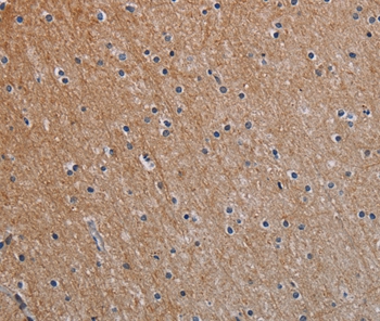 NOX1 Antibody