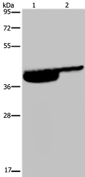 P2RX3 Antibody