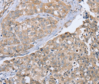 CYTH1 Antibody