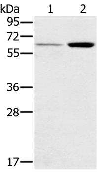 TNFRSF11A Antibody