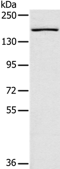SAMD9L Antibody