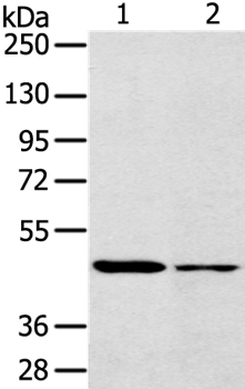 SCD Antibody