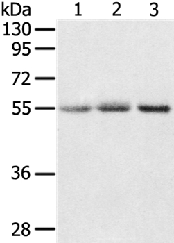 CWC27 Antibody