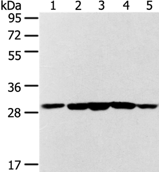 SDHB Antibody