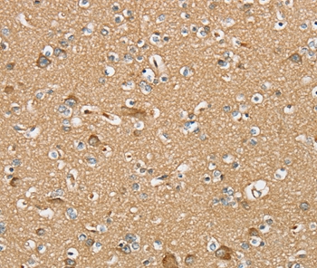 SERINC4 Antibody