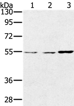 SESN2 Antibody