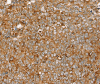 SIGLEC11 Antibody