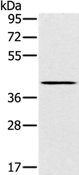 SLC14A1 Antibody