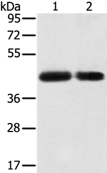 SLC16A3 Antibody