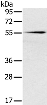 SLC16A10 Antibody