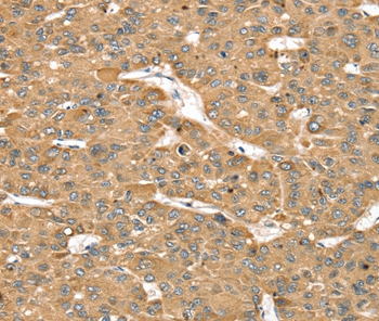 SMC4 Antibody