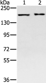 SMC4 Antibody