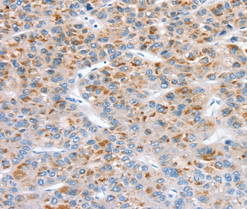 SOD4 Antibody