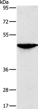 SOX11 Antibody