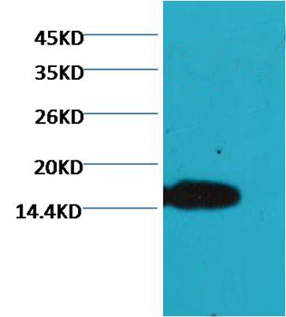 COX IV Mouse Monoclonal Antibody (100A-6C8)