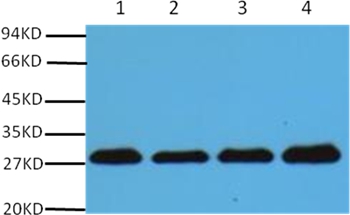 PCNA Mouse Monoclonal Antibody